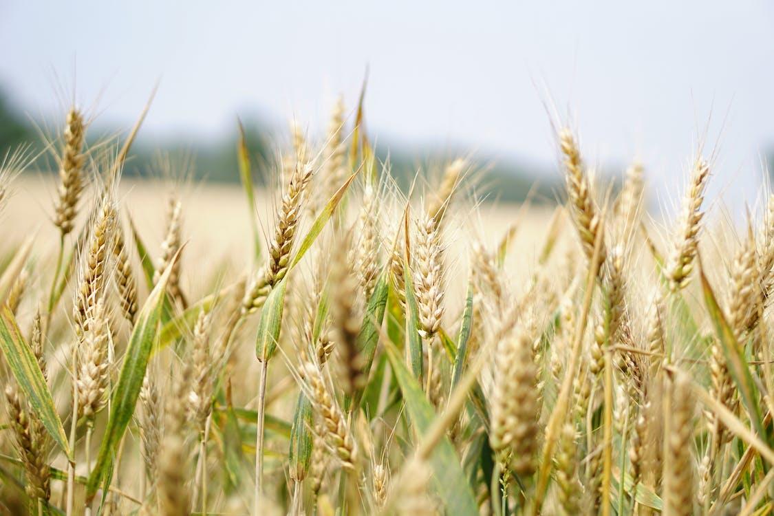 Comment le blé peut être français, mais pas le gluten ? : r/AskFrance